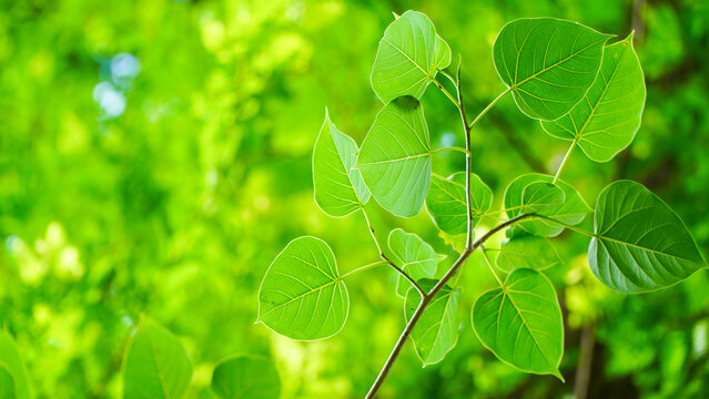 Bo Fresh green bodhi leaves with golden wood In spring or naturally beautiful blur .