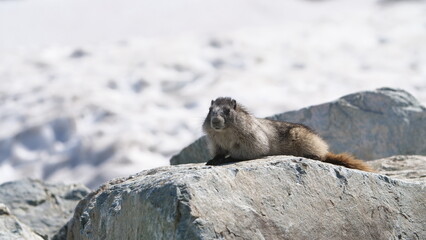 Marmot, Whistler, Canada