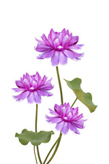 Pink lotus isolated on white background.