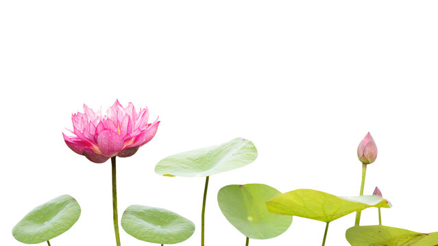 Pink lotus isolated on white background.