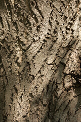 The bark of a tree in natural light.