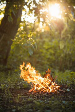 Small campfire in the forest under sunlight