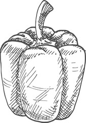 Bulgarian sweet bell pepper vegetable sketch