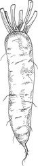 Radish vegetable tuber vector sketch