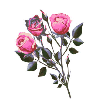 rose flowers in a bouquet vector illustration