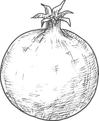 Fruit pomegranate isolated sketch