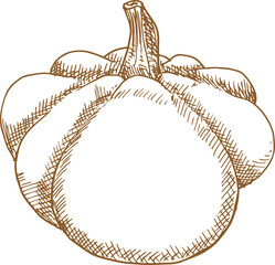 Pumpkin isolated vegetable