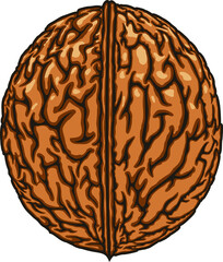 Brown walnut isolated vegetarian food snack, kernel