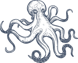 Octopus eight-limbed mollusc marine sea animal