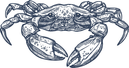 Hand drawn crab sketch isolated marine animal © Vector Tradition