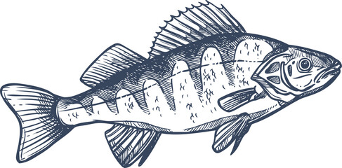 Freshwater fish European Balkhash perch isolated - obrazy, fototapety, plakaty