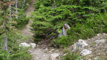 Marmot on hiketrail