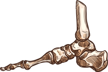 Posterior malleolus ankle bones joint sketch - obrazy, fototapety, plakaty