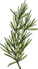 Fototapeta premium Salvia rosmarinus isolated rosemary culinary herb