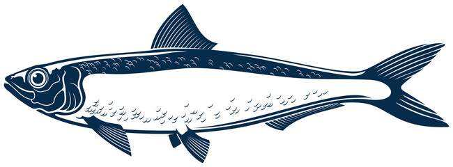 Herring or sardine saltwater fish isolated animal - obrazy, fototapety, plakaty