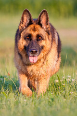 german shepherd walking through grass