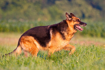 german shepherd running through grass