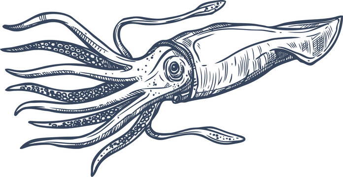 Monochrome squid isolated sketch, ocean mollusk