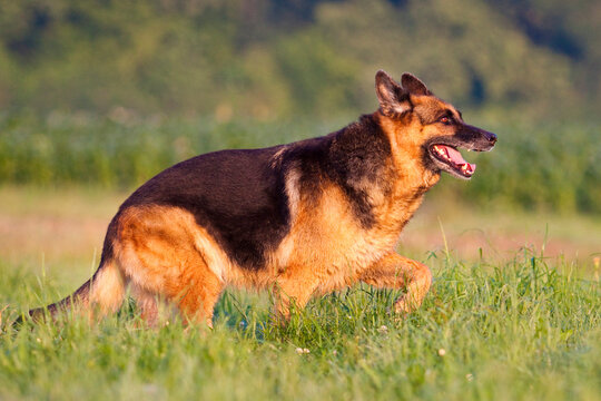 German Shepherd Running Through Grass