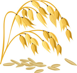 Spike or ears of malt isolated wheat barley grains