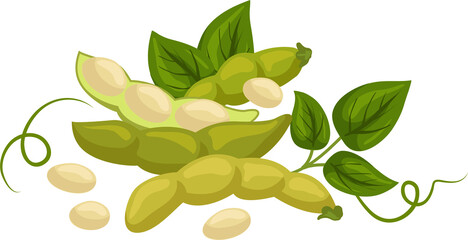 Soy beans with green leaves and pods isolated