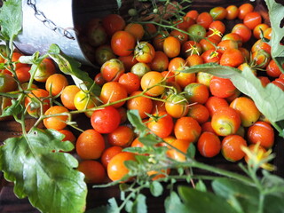 Fototapeta na wymiar 家庭菜園のミニトマト収穫
