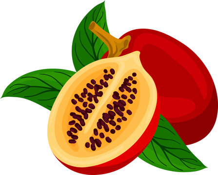 Tomate serrano or tamarillo edible fruit isolated