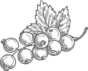 Berries of black currant fruit with leaf isolated