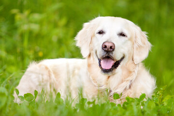 smiling. golden retriever lying in grass with tongue out
