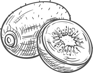 Kiwi tropical fruit isolated sketch