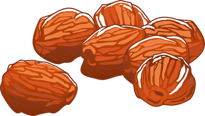 Dried date fruits isolated sugared food sketch