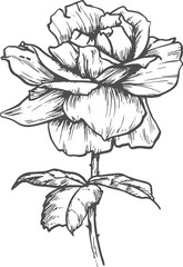 Rose flower isolated sketch. Vector blooming bud