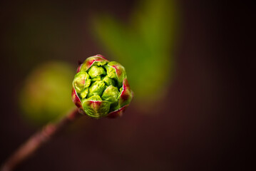 bud of a flower