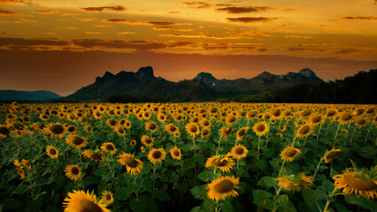 Sunflower field in the evening at sunset, Lopburi province, Thailand.