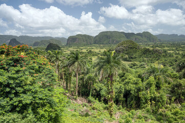Fototapeta na wymiar Panoramic view over landscape with mogotes in Vinales Valley (Cuba). A mogote is a residual hill composed of limestone, marble