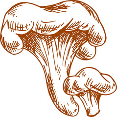 Chanterelle mushroom isolated edible fungus sketch - obrazy, fototapety, plakaty
