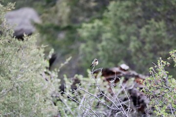 Broad Tailed Hummingbird