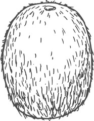 Kiwi tropical fruit isolated sketch