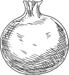 Fruit pomegranate isolated sketch