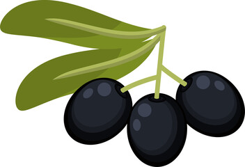 Black live fruits twig with leaves isolated plant