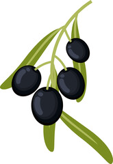 Black live fruits twig with leaves isolated plant