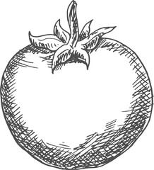 Monochrome tomato isolated vegetable