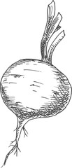 Whole beet root isolated monochrome sketch icon