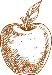 Apple fruit with leaf isolated sketch