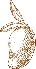 Mango tropical fruit isolated sketch