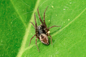 A spider on a green background.