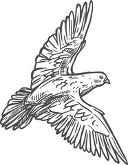 Dove bird with spread wings, pigeon sketch
