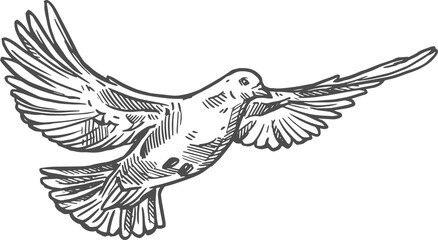 Dove pigeon, flying bird sketch monochrome