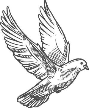 Dove bird with spread wings, pigeon sketch
