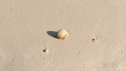 Fototapeta na wymiar Little crab in a white shell on the sand. Animals on the beach in Egypt. Egyptian fauna.